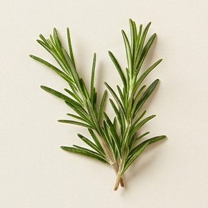 Rosemary Oil